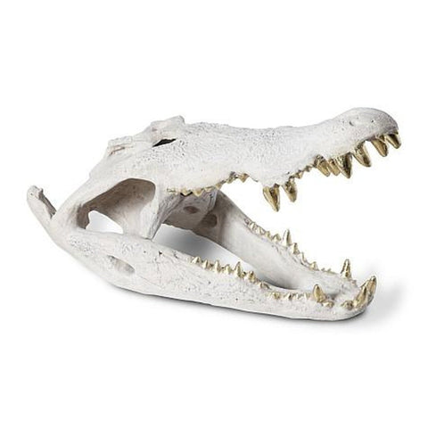 Sculpture - Crâne de Crocodile - Pierre Blanche & Dents Dorées