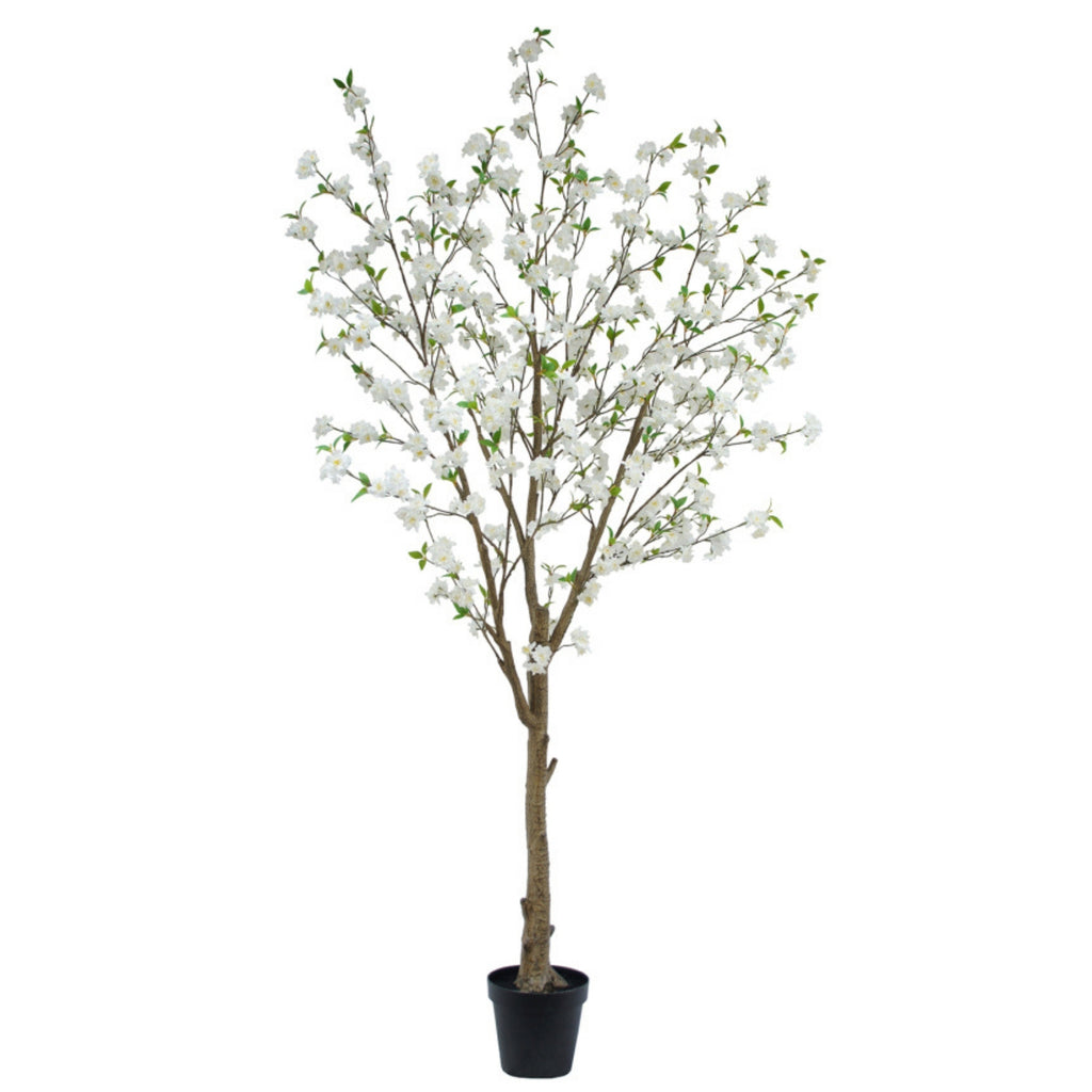 Cerisier en fleurs blanc 96''