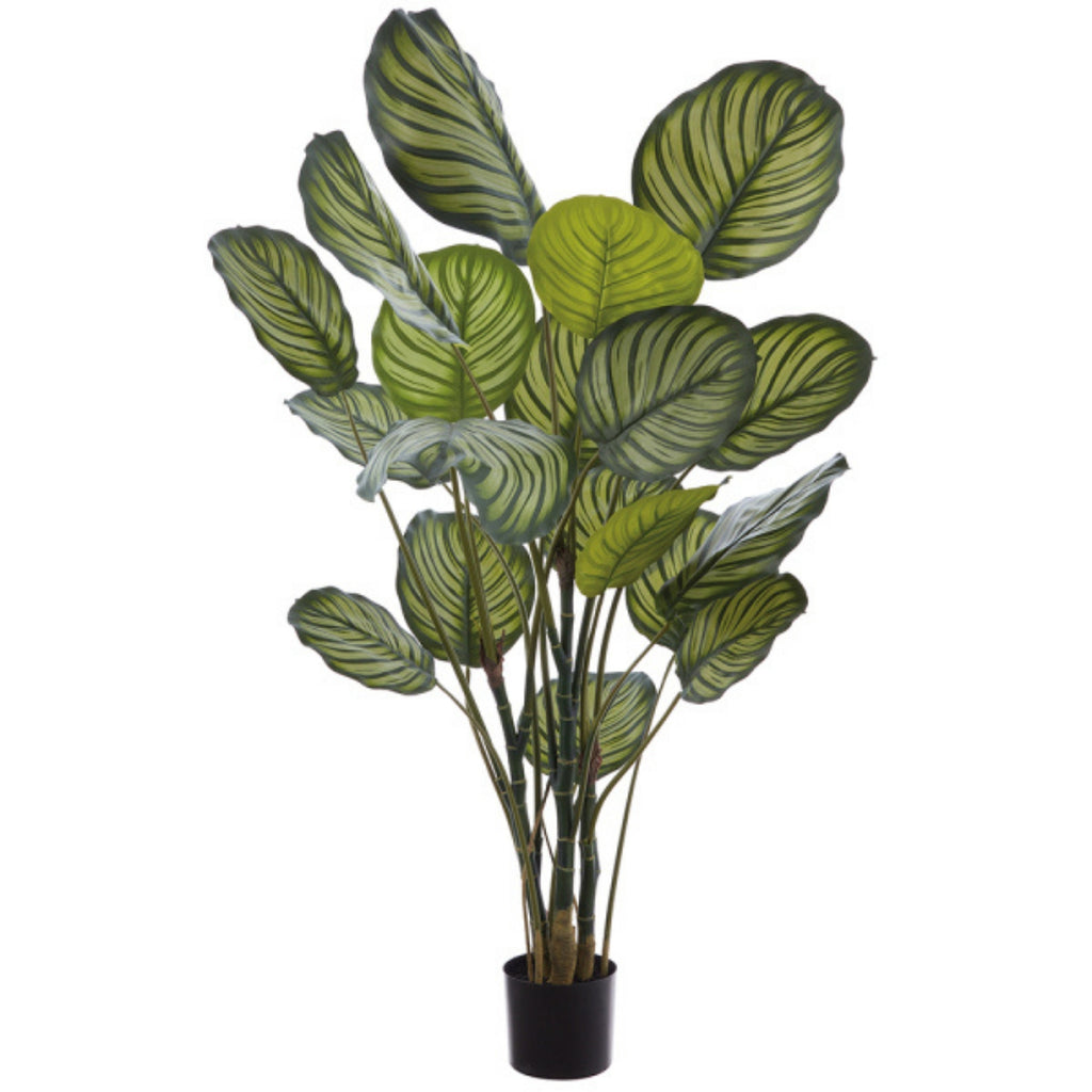 Calathea artificiel 60''