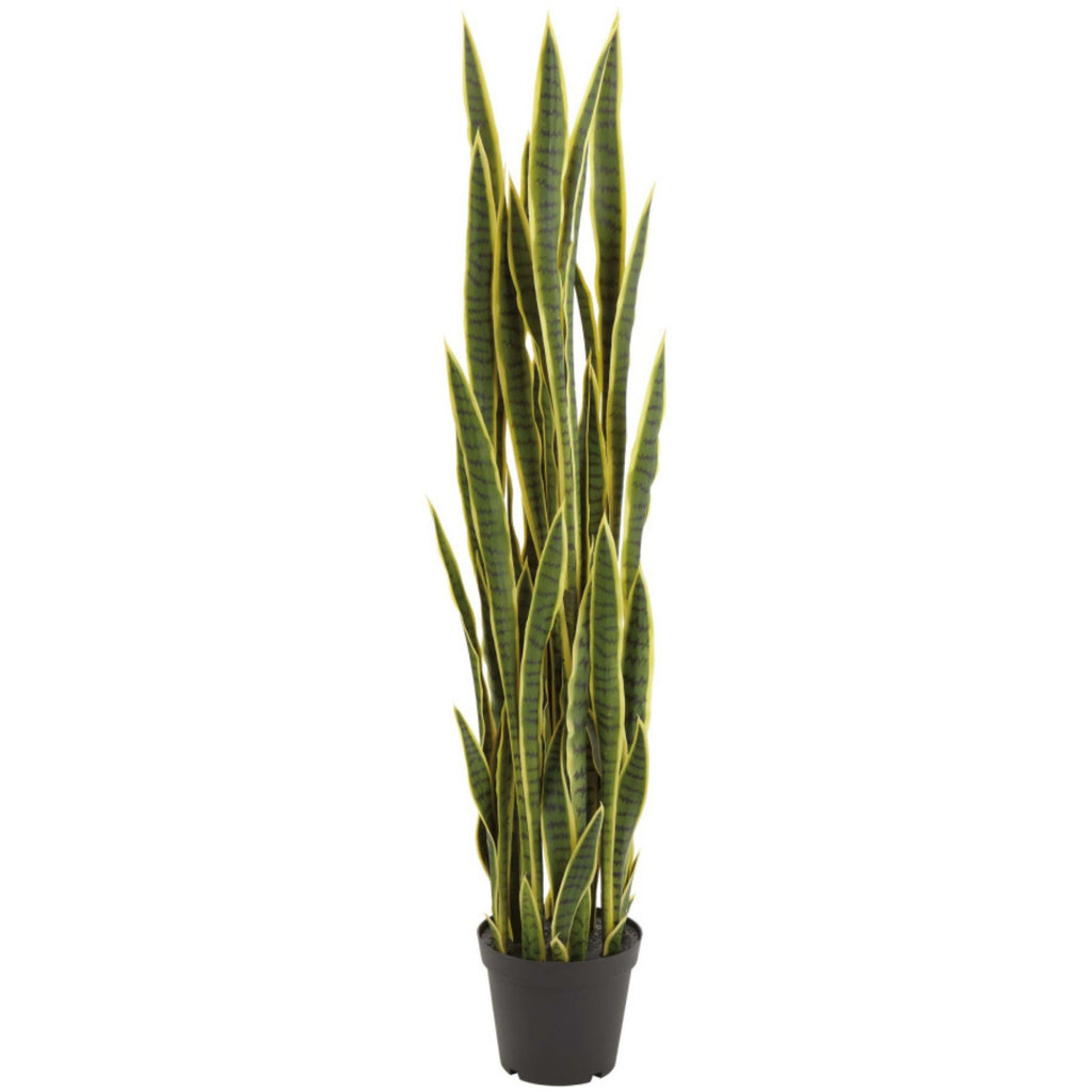 Sanseviera bicolore 61''